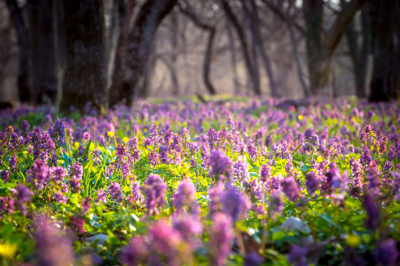 Belo prado de flores na floresta na primavera puzzle online