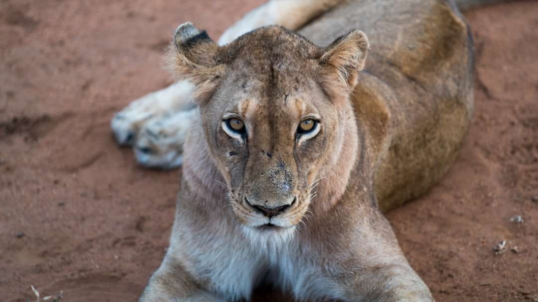 oroszlán feküdt a felszínen kirakós online