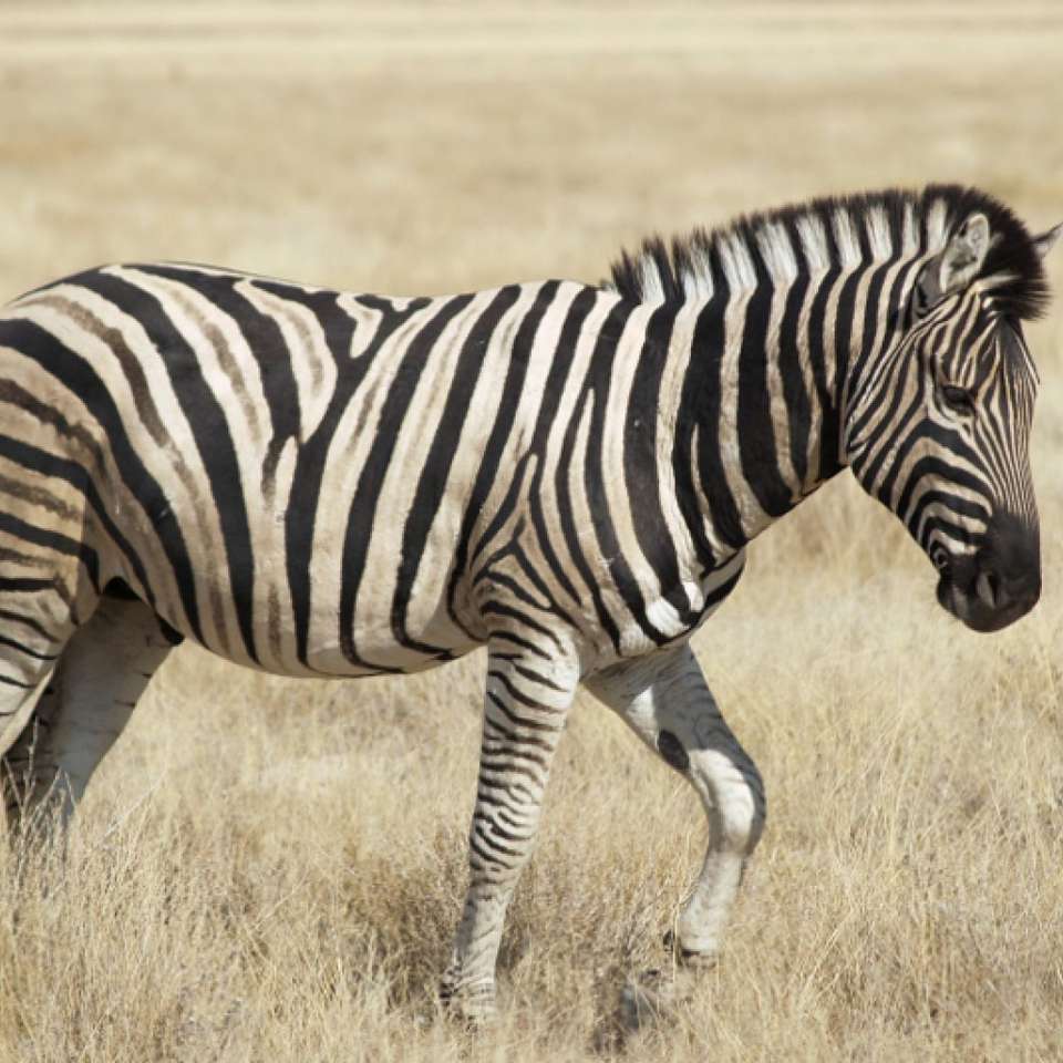 Zebra op de steppe online puzzel