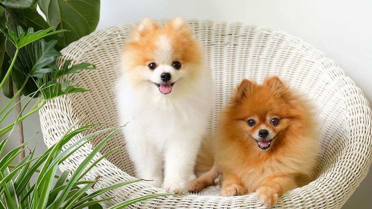 Lindos cães Boo em uma poltrona de vime puzzle online