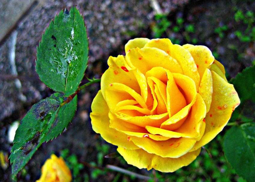 жовті троянди пазл онлайн