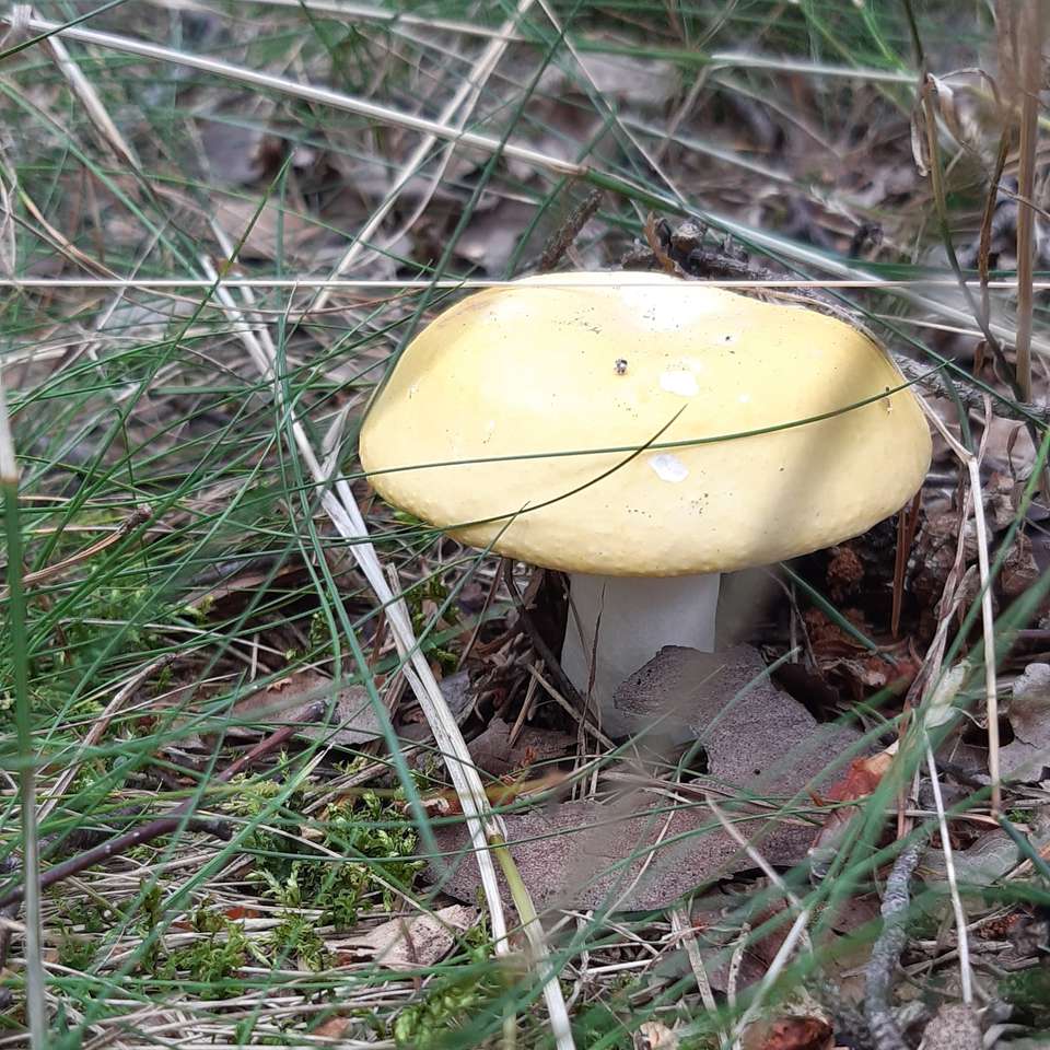 ensam svamp i skogen Pussel online