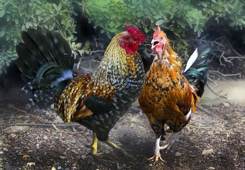 Rooster and hen in the yard online puzzle