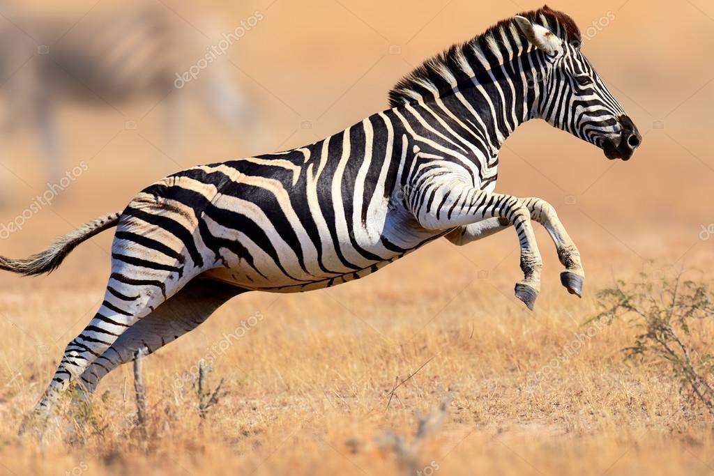 Zebra springen legpuzzel online
