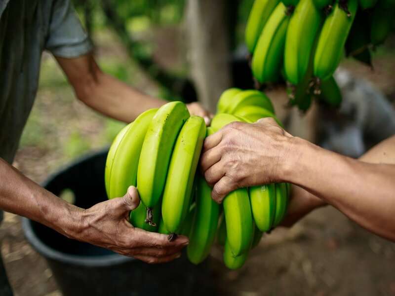 Producción de Banano en Honduras rompecabezas en línea