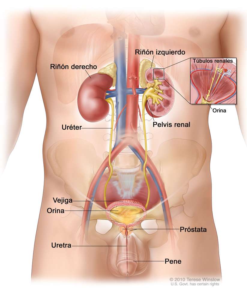 Male Urinary System jigsaw puzzle online