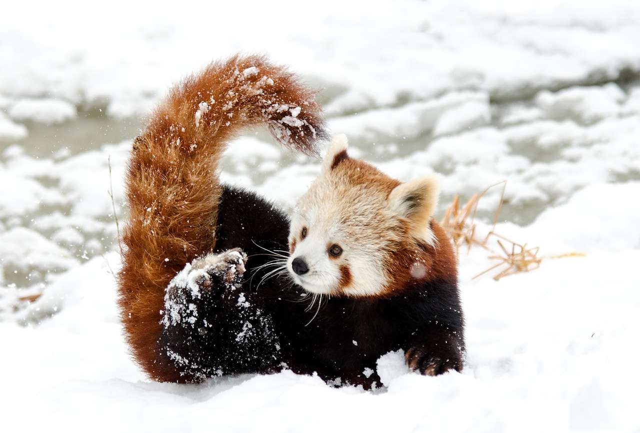маленькая панда в снегу онлайн-пазл