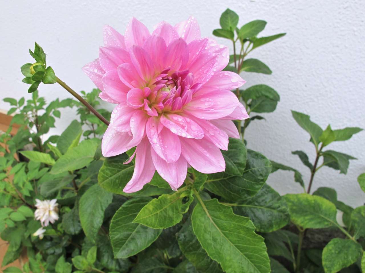 dahlia in pink jigsaw puzzle online
