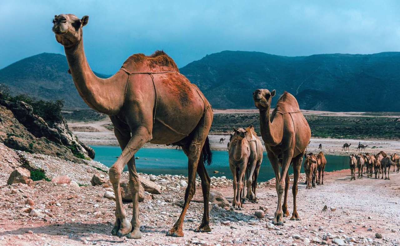 Camels in Oman jigsaw puzzle online