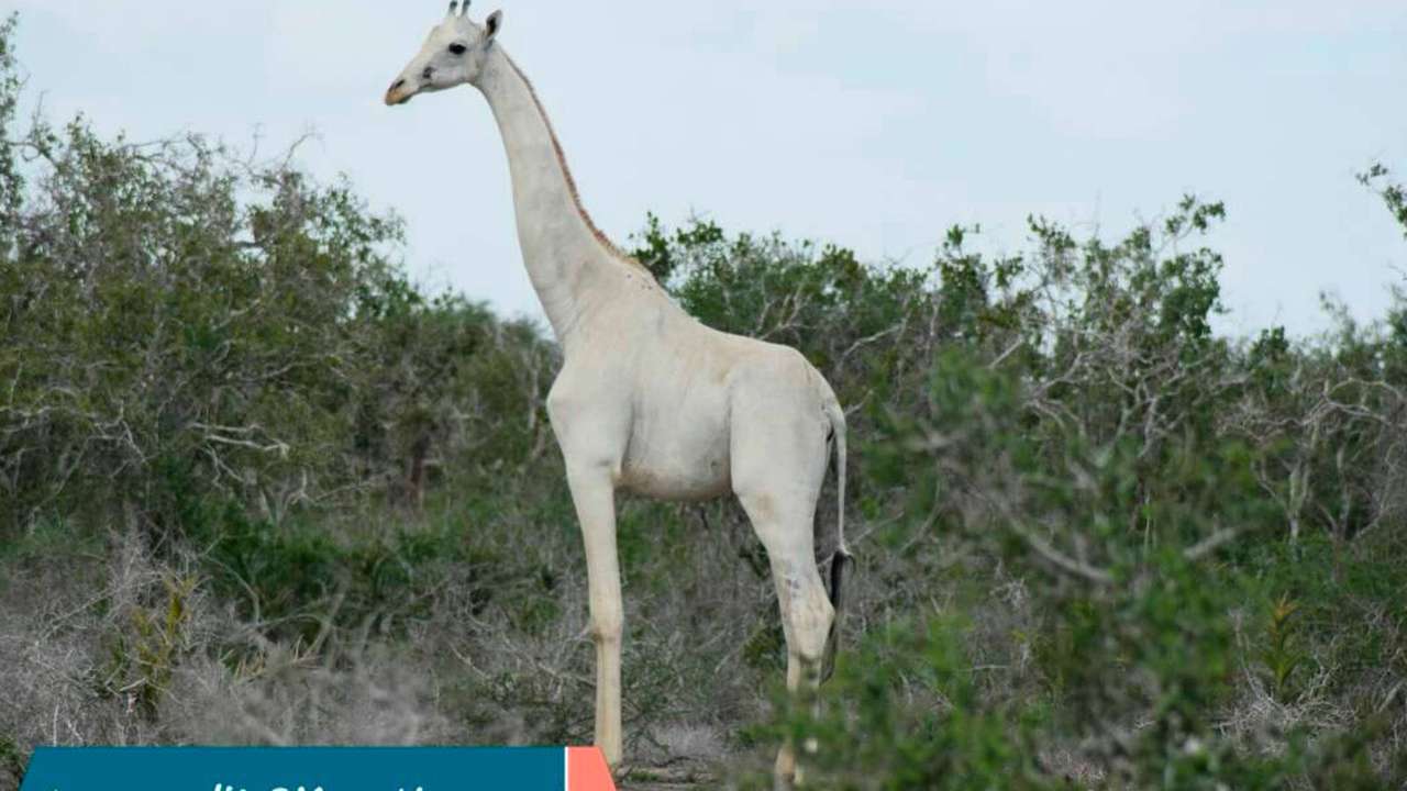 білий жираф онлайн пазл