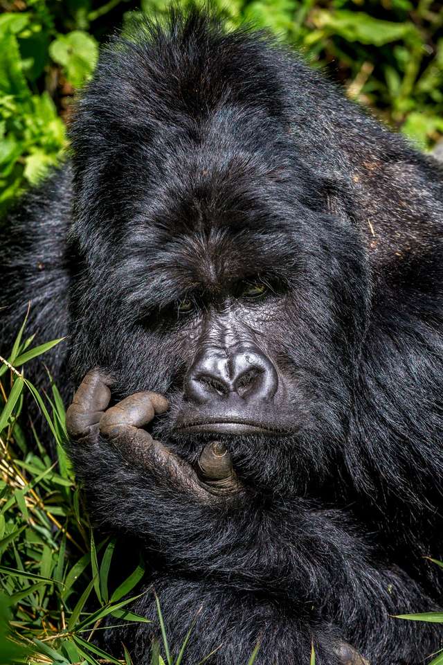 menő gorilla kirakós online
