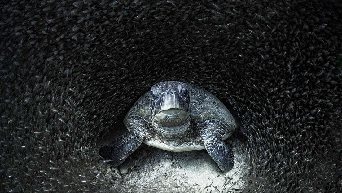 одинокая черепаха пазл онлайн