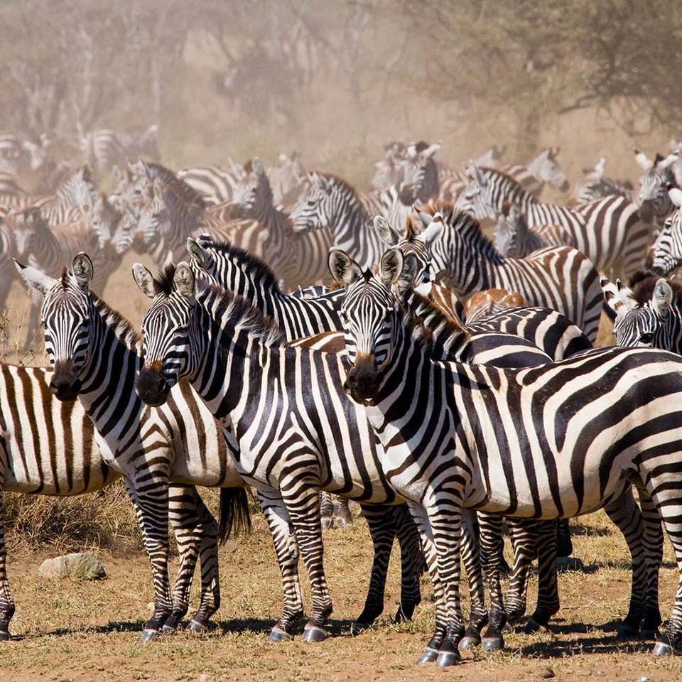 O turmă de zebre în Kenya puzzle online