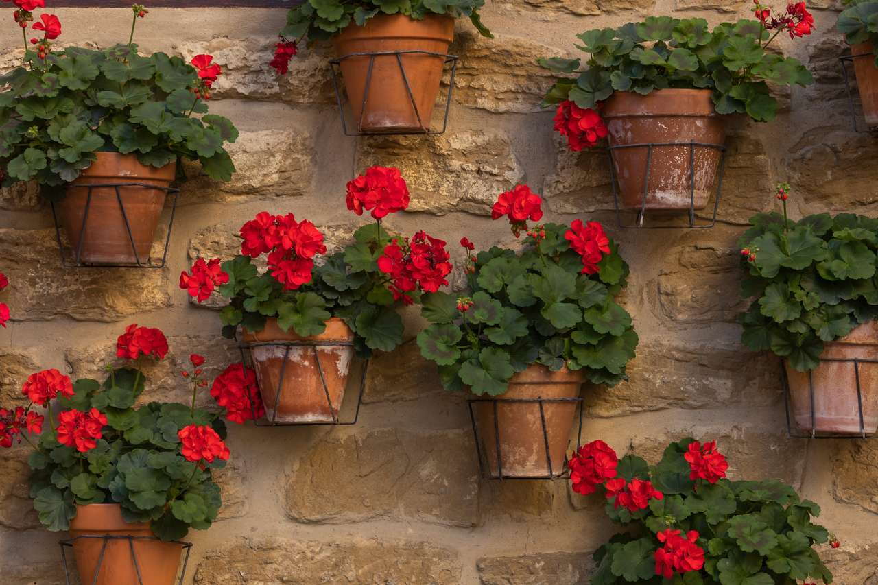 Un muro pieno di vasi con gerani rossi puzzle online