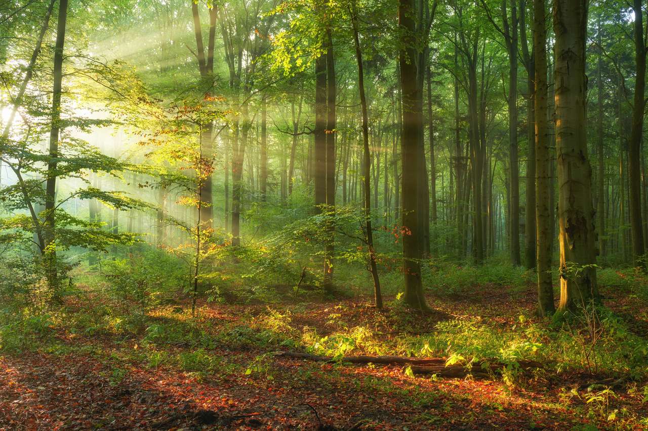 Φθινοπωρινό πρωί στο παλιό δάσος online παζλ