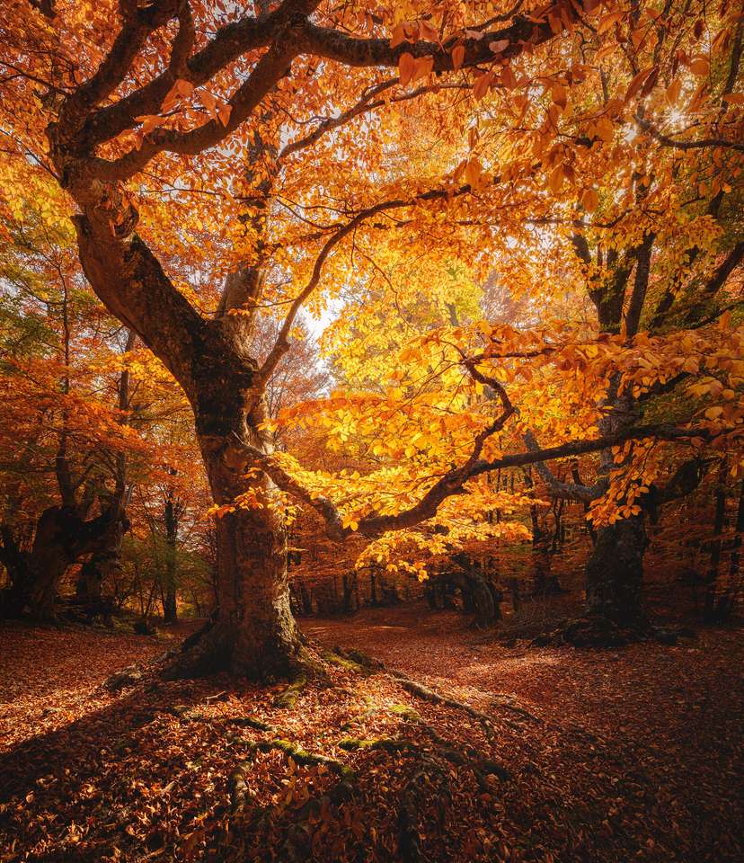 Beautiful beech tree in a forest online puzzle