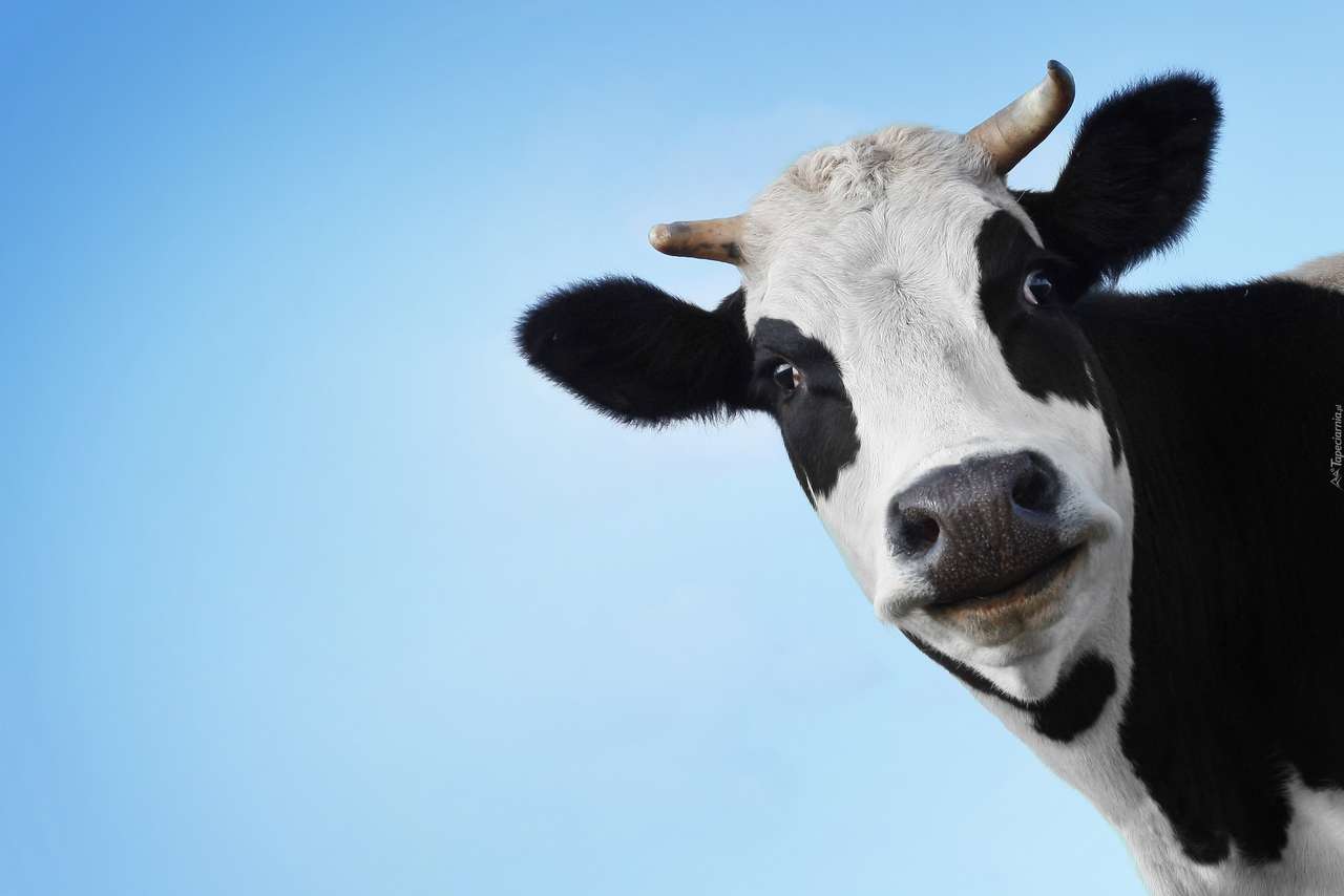 Корова на голубом фоне пазл онлайн