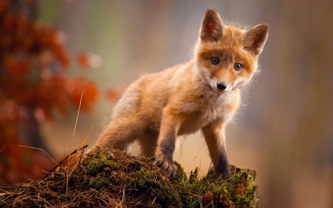 Bébé renard - Baby fox - Renardeau puzzle en ligne