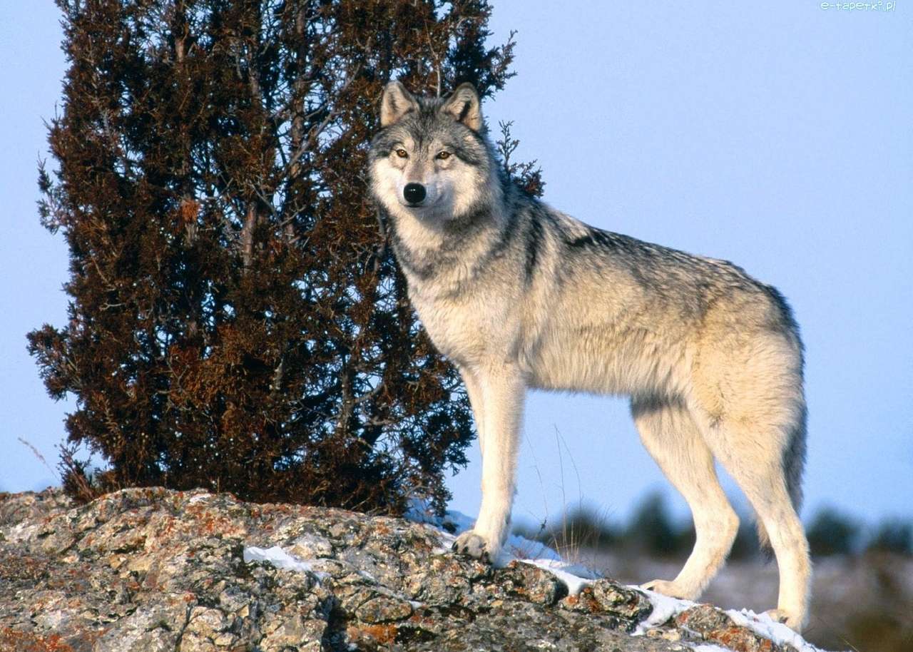 Wolf op een rots online puzzel