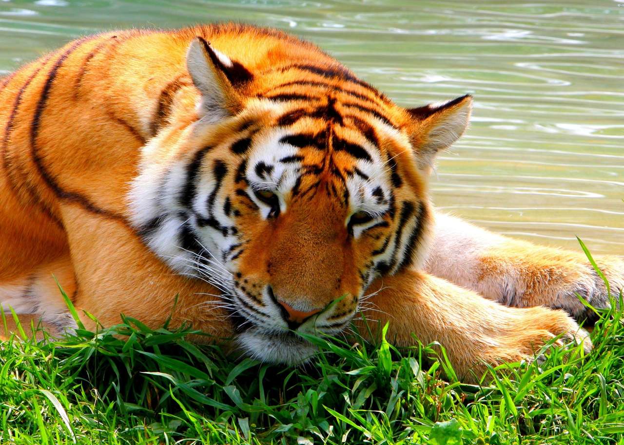 Tigru culcat pe iarbă jigsaw puzzle online