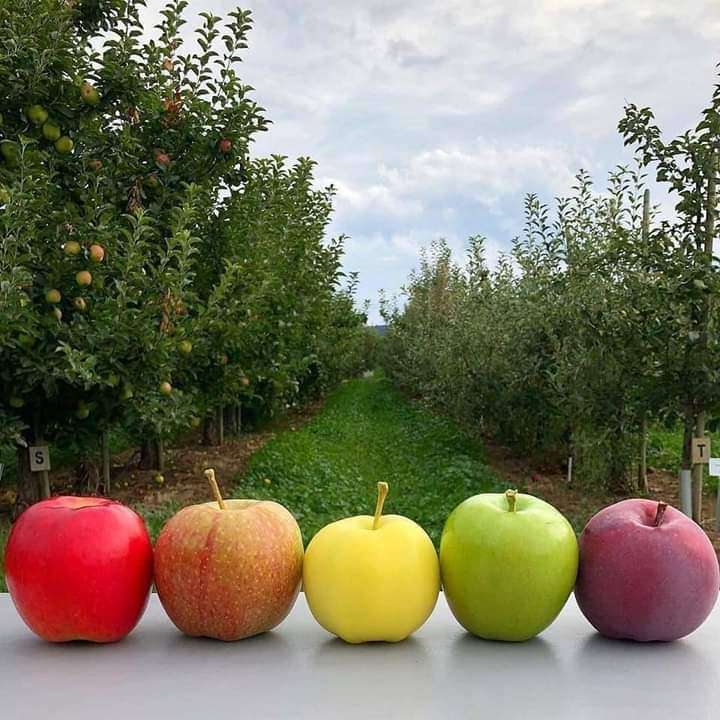 Pommes et automne puzzle en ligne