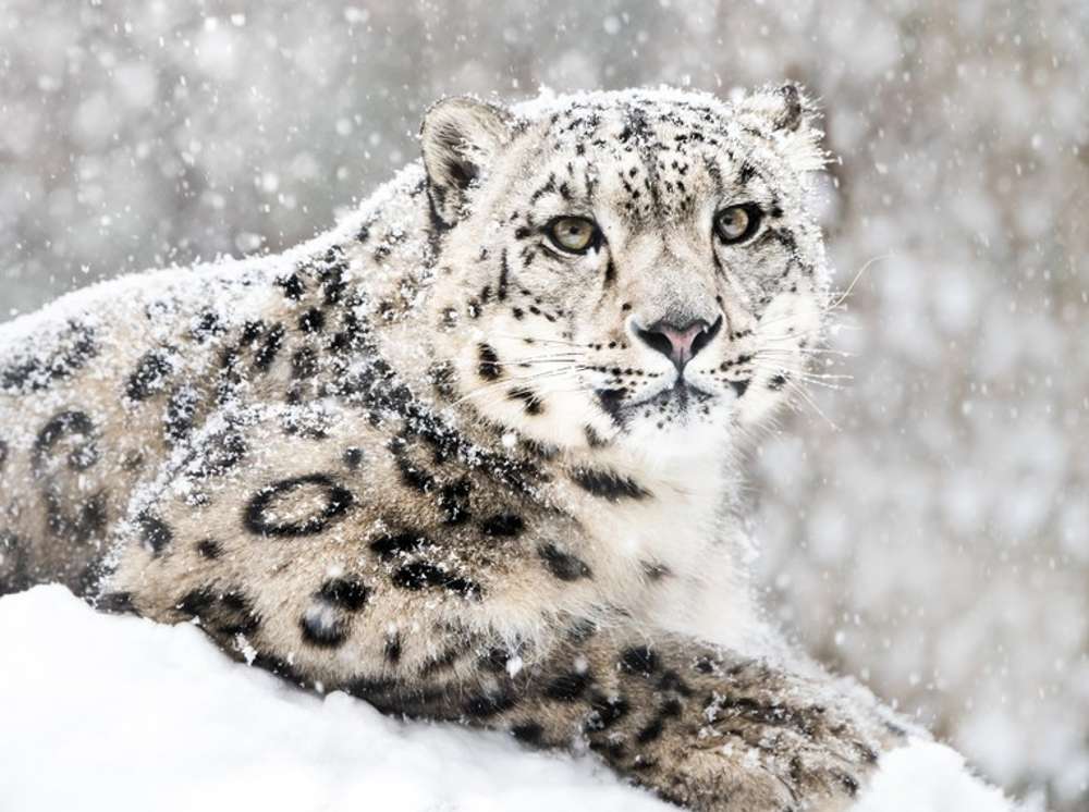 Snöleoparden pussel på nätet