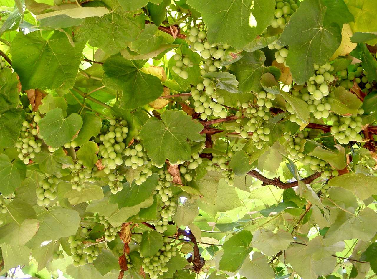 Wijnstok vol druiven online puzzel