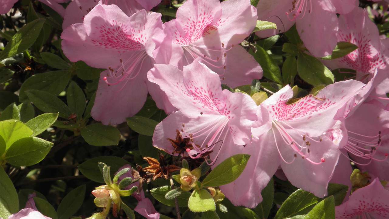 Rhododendron jigsaw puzzle online