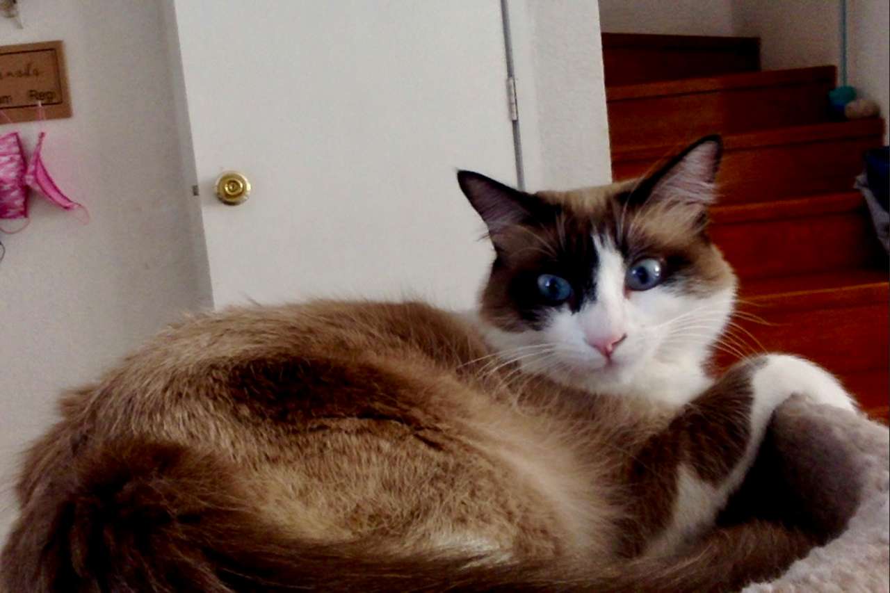 Мэйпл, кошка в своей постели онлайн-пазл