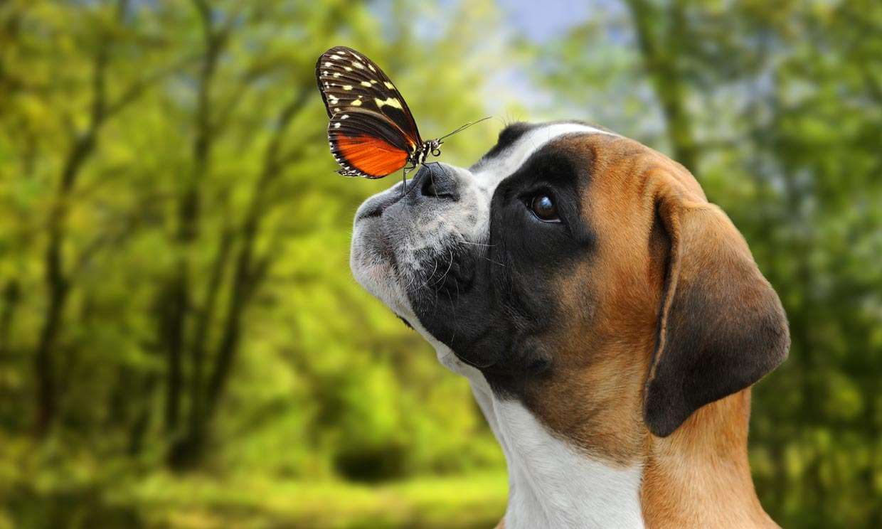 puppy met vlinder online puzzel
