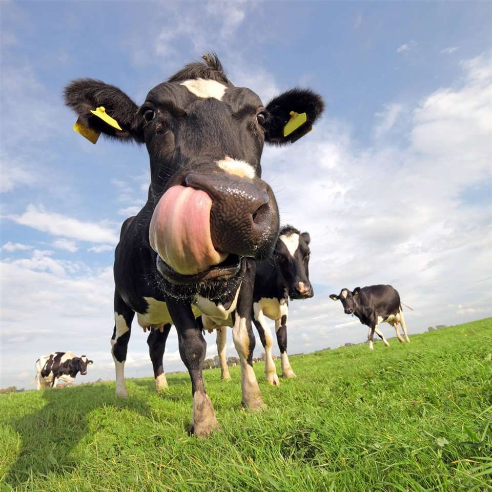 tongue-tied cow jigsaw puzzle online