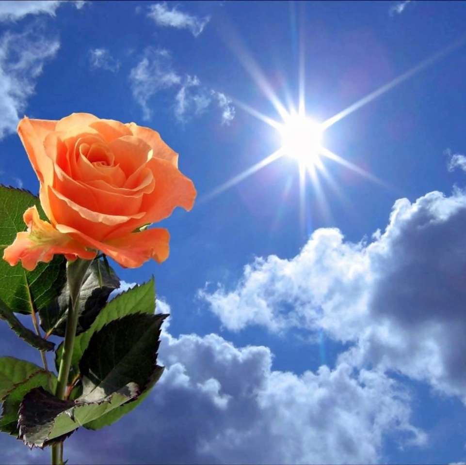 Роза и слънчеви лъчи онлайн пъзел