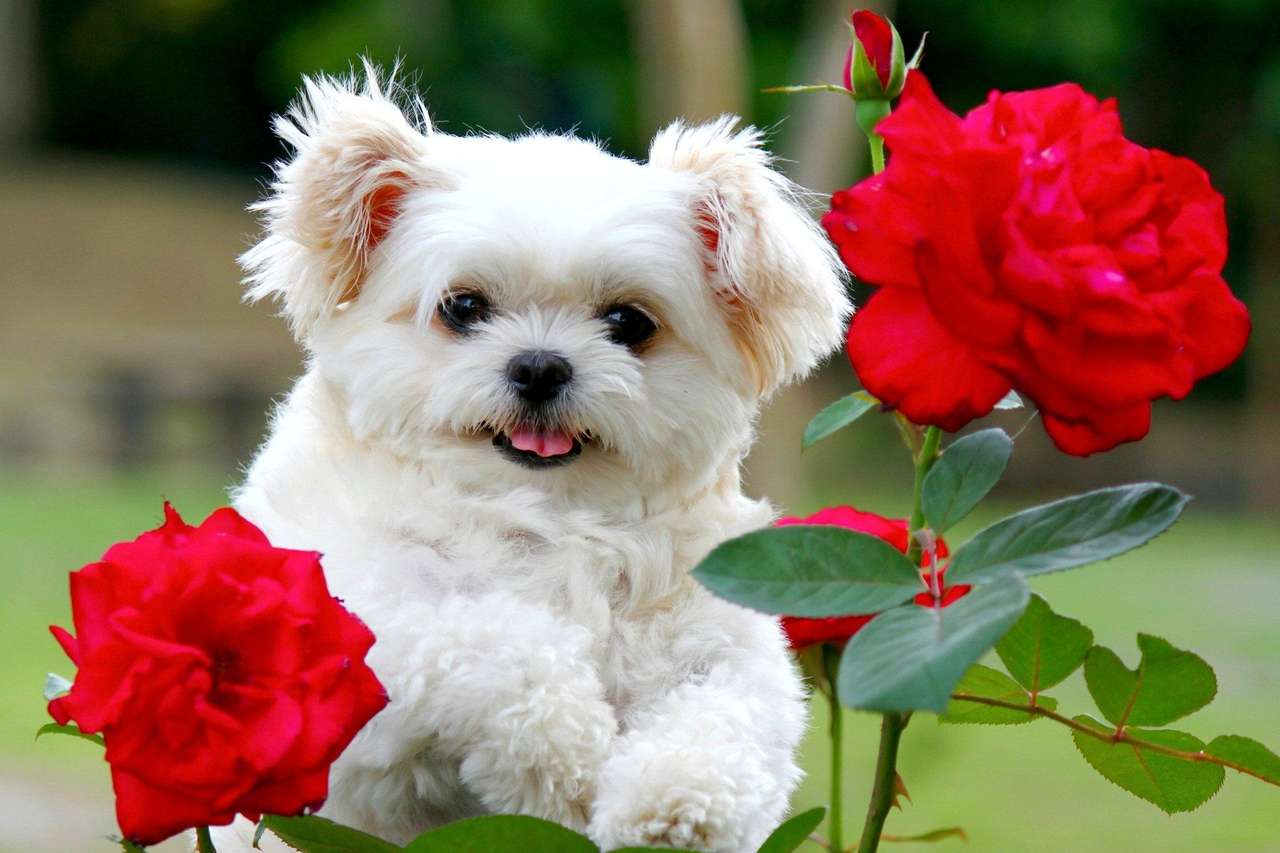 květinový pes skládačky online