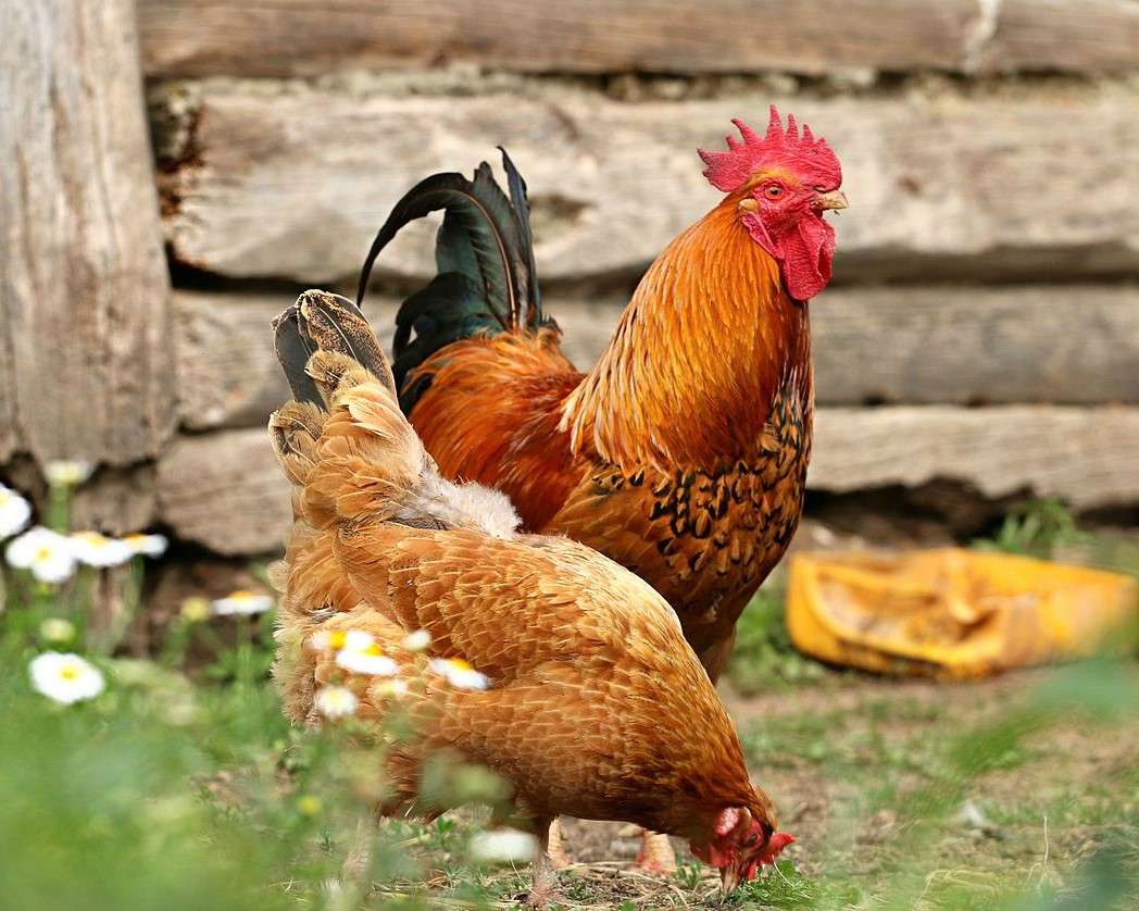 Galo com uma galinha no quintal puzzle online