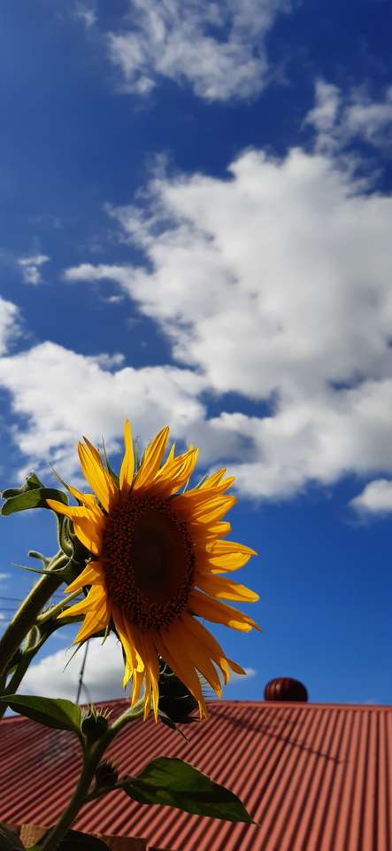Sonnenblumen erfreuen Puzzlespiel online