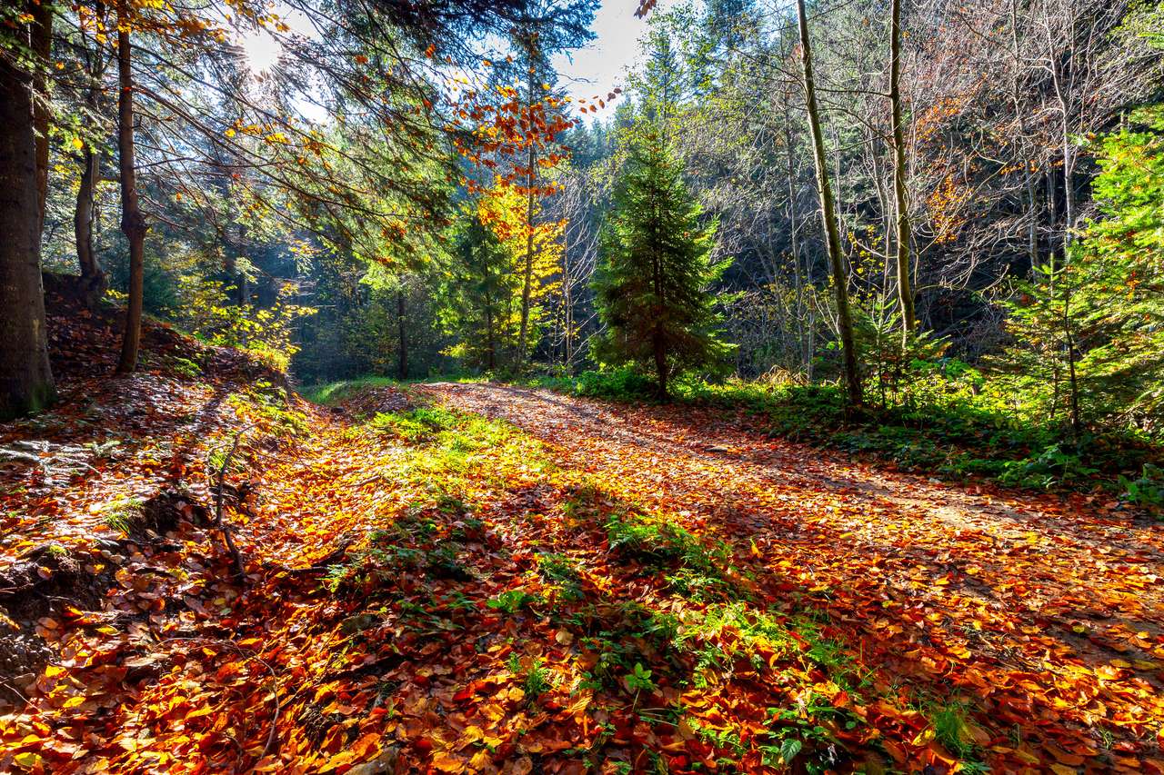 Karpaterna. Höstens färgglada skog. pussel på nätet