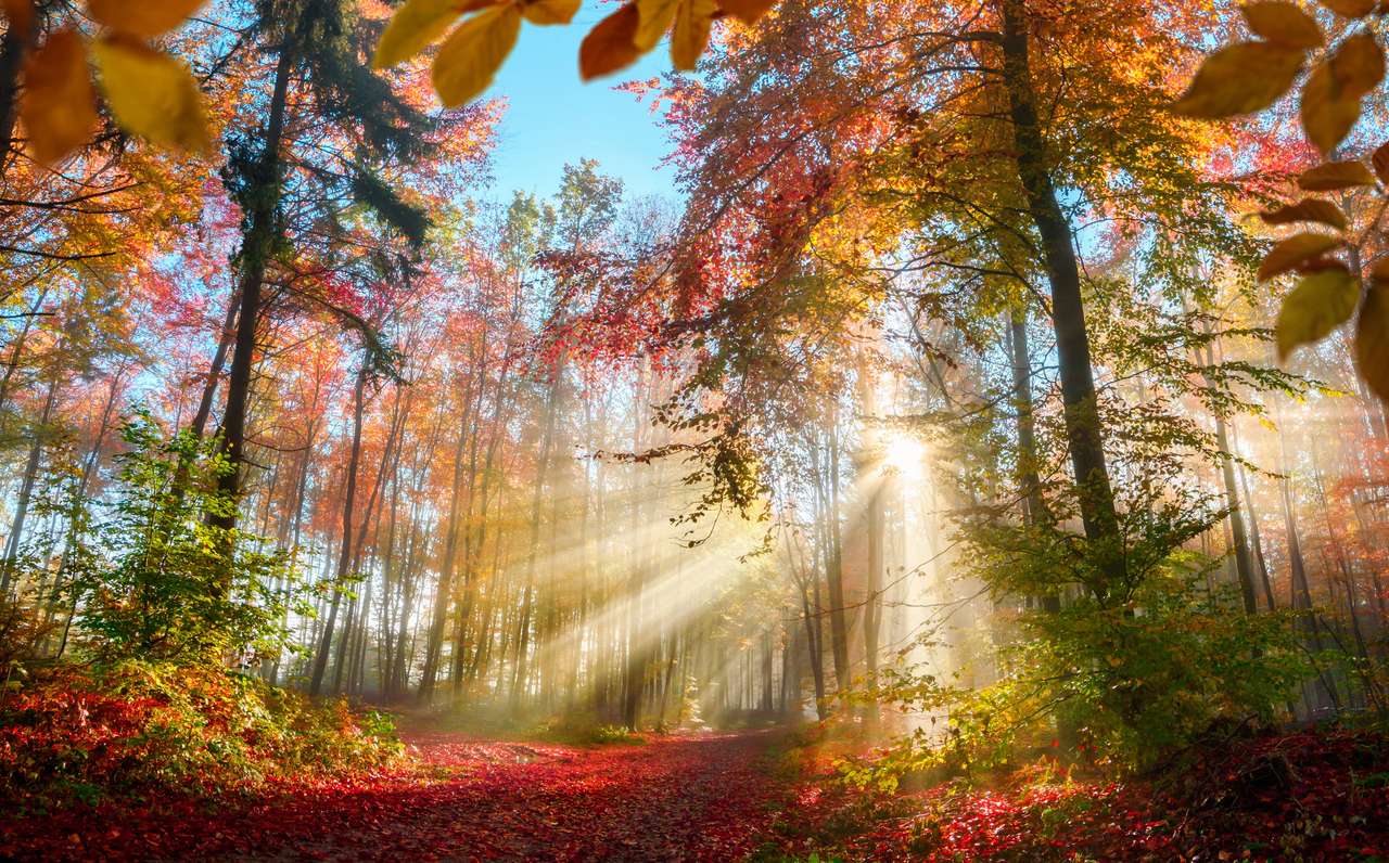floresta colorida no outono puzzle online