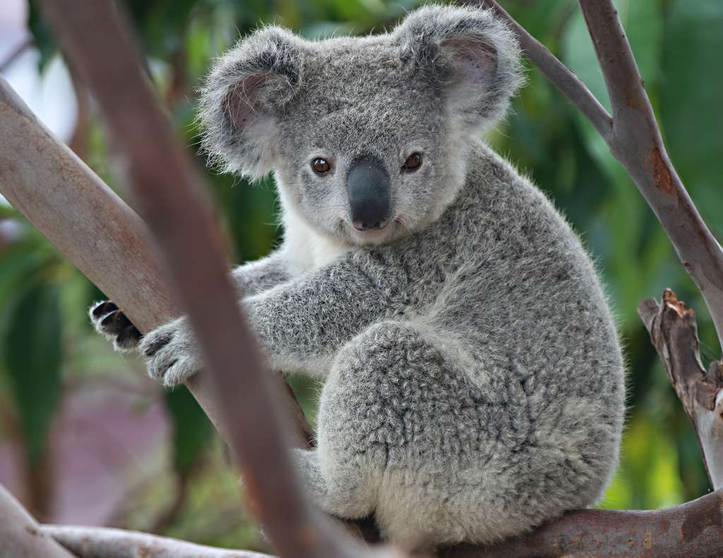 Koala online puzzel