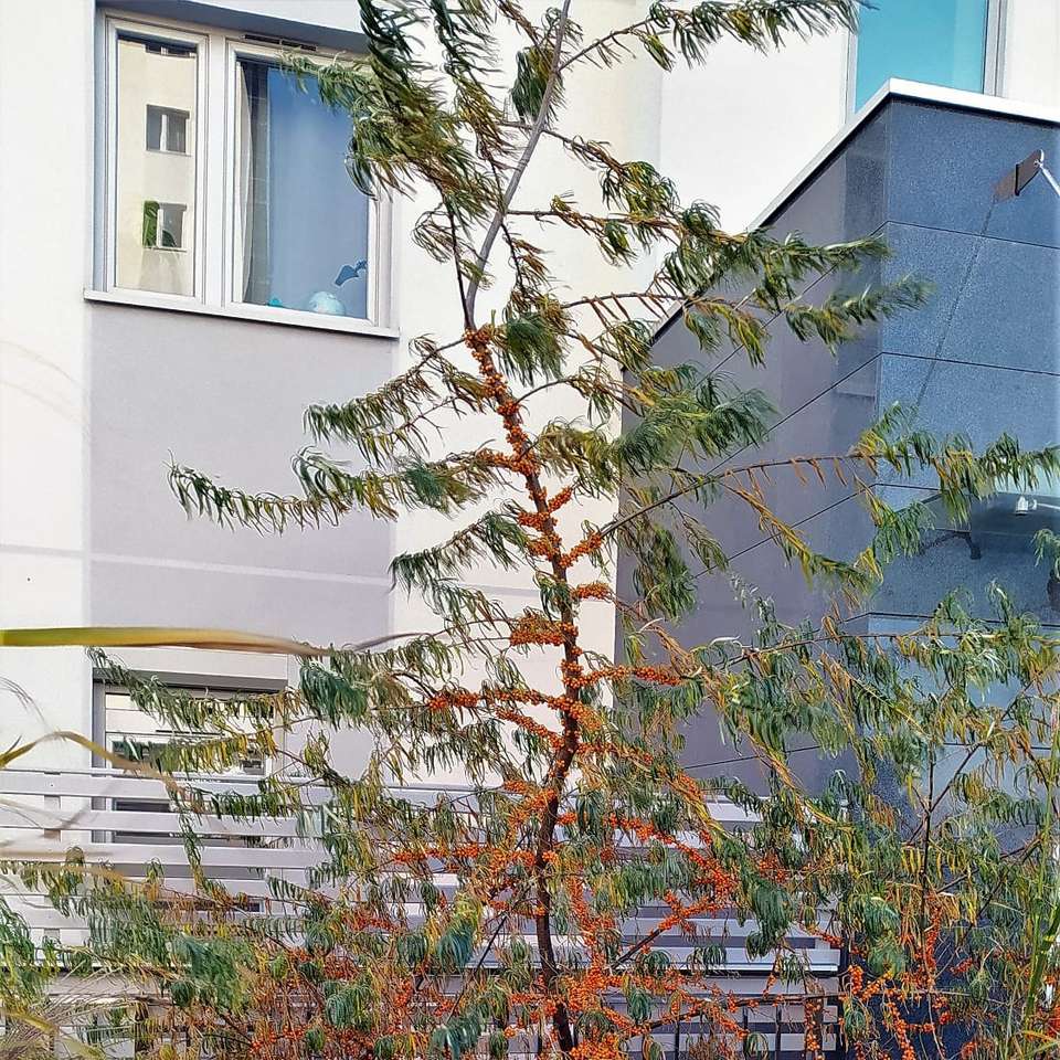 ett träd på bakgrunden av hus pussel på nätet