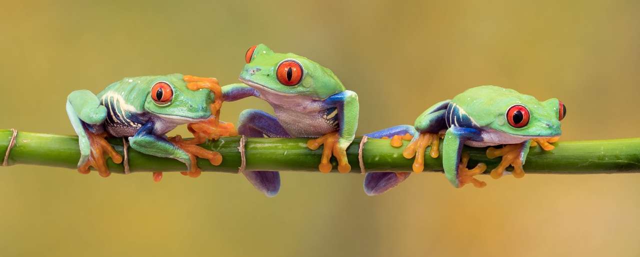 Три малки приятелки дървесни жаби онлайн пъзел