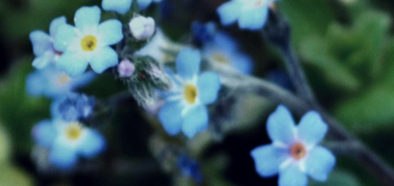 Graziosi fiori blu puzzle online