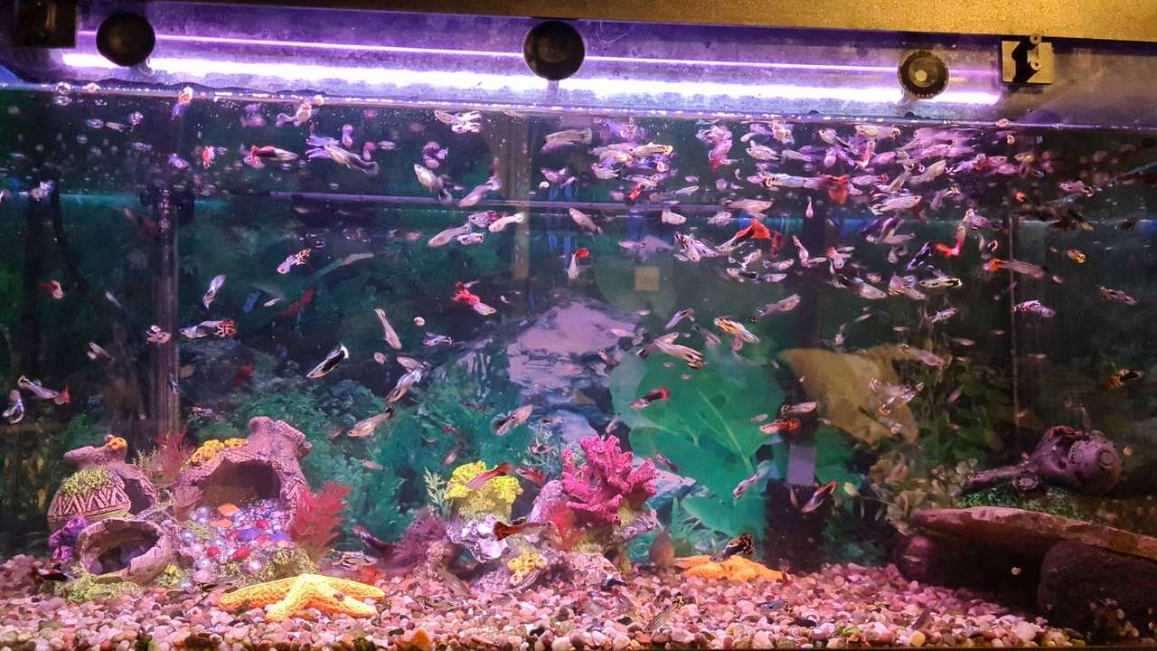 Fish in the aquarium jigsaw puzzle online
