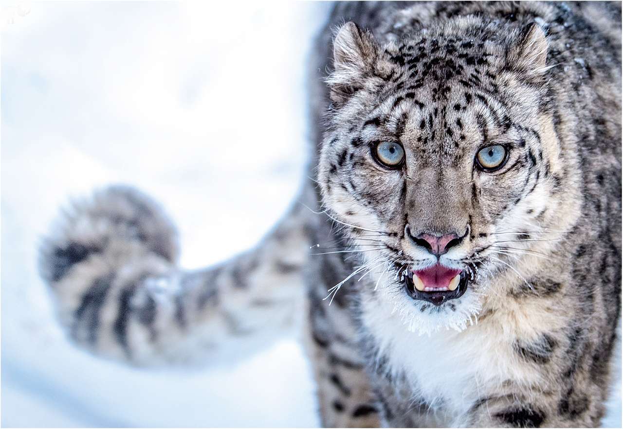 сніжний леопард пазл онлайн