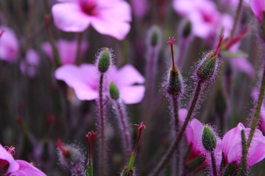 foto aproximada de flores de pétalas cor de rosa quebra-cabeças online