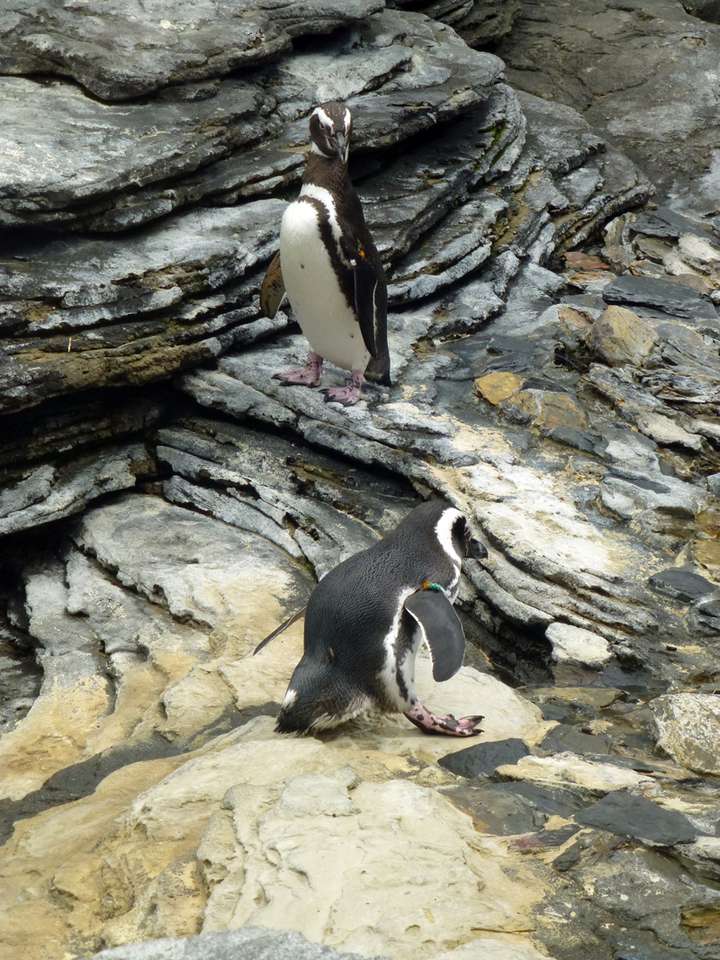 пінгвіни в океанаріумі, Лісабон пазл онлайн