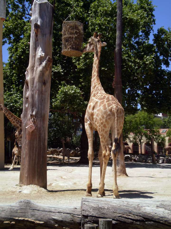 жираф в зоопарке Лиссабона пазл онлайн