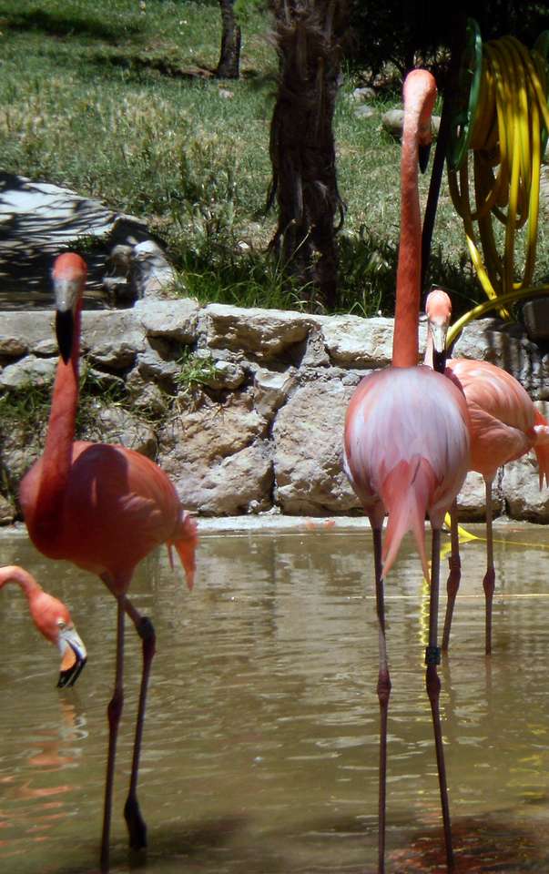 flamingos i Zoo, Lissabon Pussel online