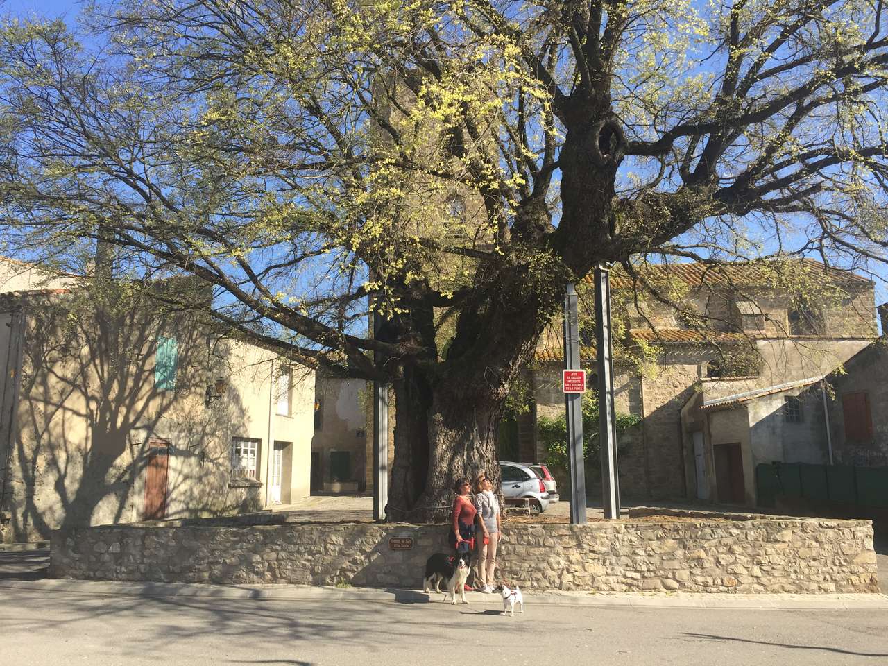 hundraårsjubileumsträd pussel på nätet