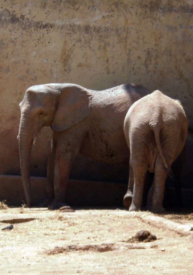 elefantes no Zoo, Lisboa puzzle online