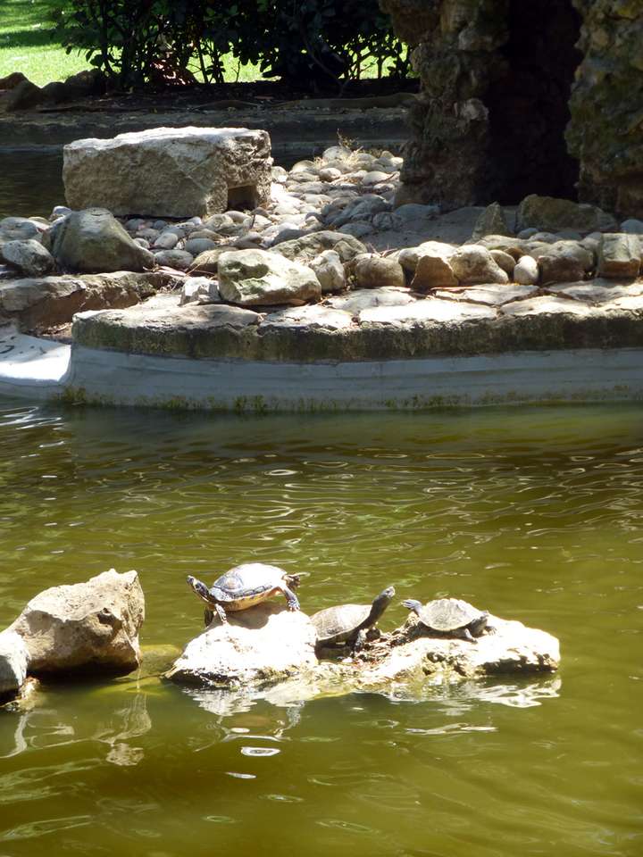 schildpadden in het park legpuzzel online
